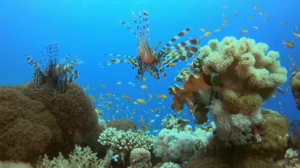 Tropical Coral Reefs Lion-Fish