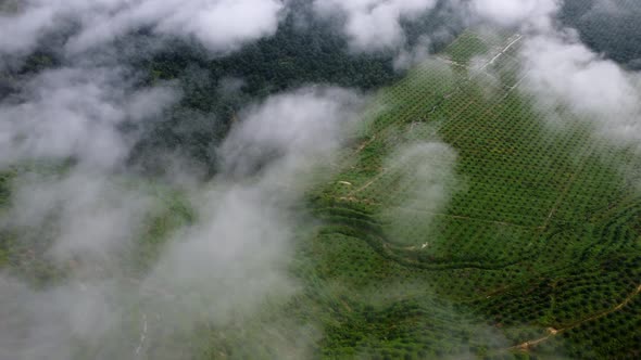 Aerial view look down the white cloudscape cover plantation