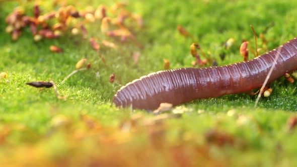 An Earthworm Is a Terrestrial Invertebrate That Belongs To the Class Clitellata