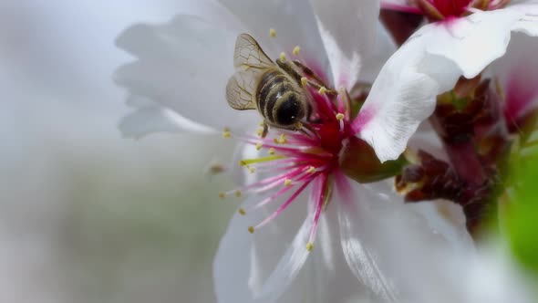 Bee On Flower 56