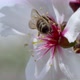 Bee On Flower 56 - VideoHive Item for Sale