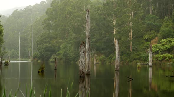 Beautiful Lake Elizabeth located in the Otway Ranges Rain Forest National Park, Victoria Australia.