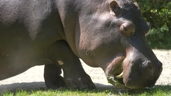 Close up shot of wild hippopotamus eating grass during hot sunny day in Africa - 4K prores shot