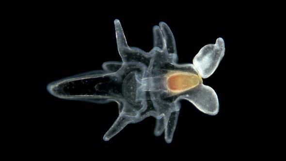 The Larva of the Starfish Asteroidea, Under the Microscope, at the Bipinnaria Stage, the Next Stage