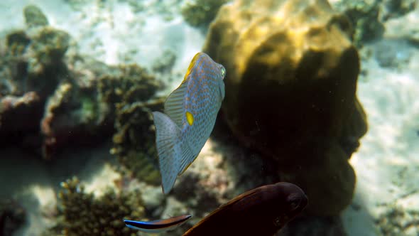 Underwater Photo of Golden Rabbitfish Siganus Guttatus School in Coral Reef