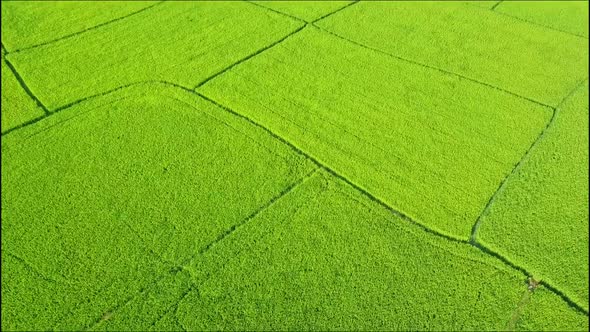 Drone Flies and Rises Above Green Rice Fields Up To Road
