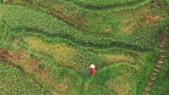 Happy Girl Walking at the Rice Terraces