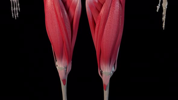 Overview Of The Thigh Muscles