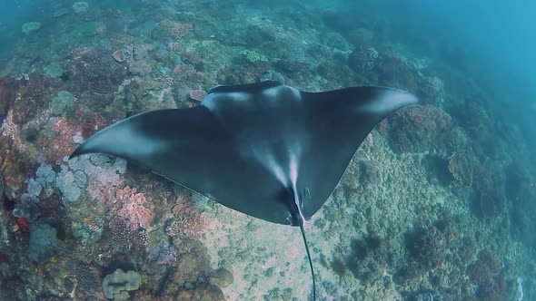 A majestic Manta Ray gliding over a coral reef