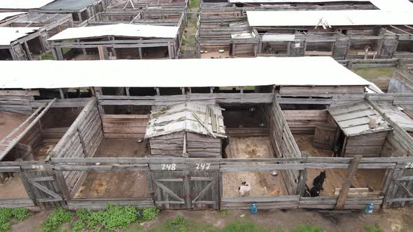 Aerial View of a Shelter for Stray Dogs