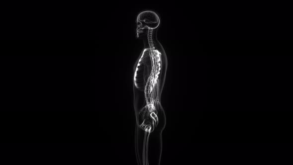 Male Human Body, Skeleton And The Brain In X-Ray