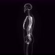 Male Human Body, Skeleton And The Brain In X-Ray - VideoHive Item for Sale