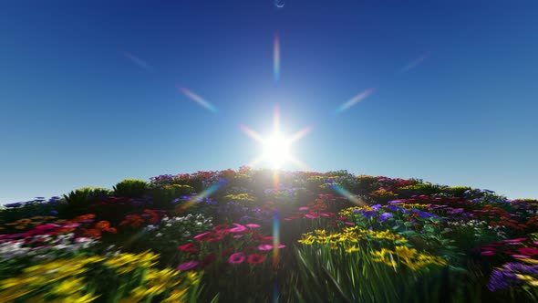 Flowers In Sunny Weather