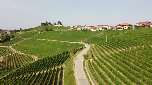 Vineyard Agriculture Wine Production in Barbaresco, Langhe Monferrato, Piedmont