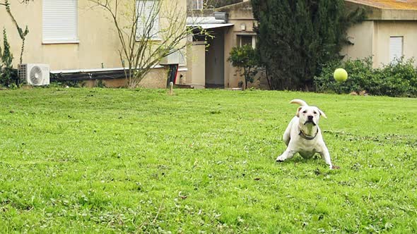 Super slow motion of a white dog catching a tennis ball