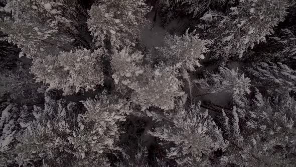 Aerial view of the dense forest in the snow in winter