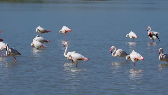 Greater Flamingos In Water - Etosha National Park