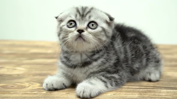 Kitten Scottish Fold Is Played Looking Up Behind a Toy. White Background