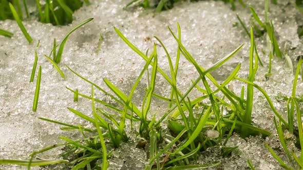 Snow Melting in Spring Green Grass 