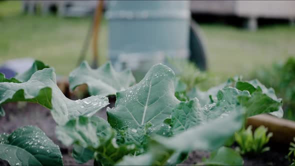 Water Drops on Leaves of Young Cabbage Growing at the Backyard Garden