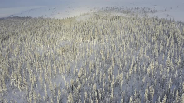 Aerial above snowy forest as camera tilts downwards towards snowy trees