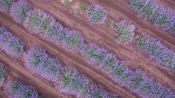blooming lavender