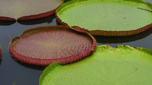 Victoria waterlily on the pool