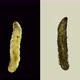 Worm-shaped Larva Under a Microscope, Order Diptera, , Visible Work of Internal Organs - VideoHive Item for Sale