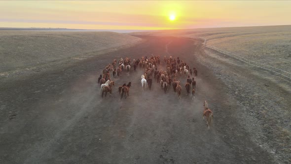 Wild Horses Running