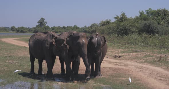 Elephants Splashing Mud in the National Park of Sri Lanka