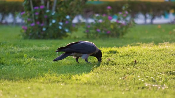 Crow Searching Food Into Grass