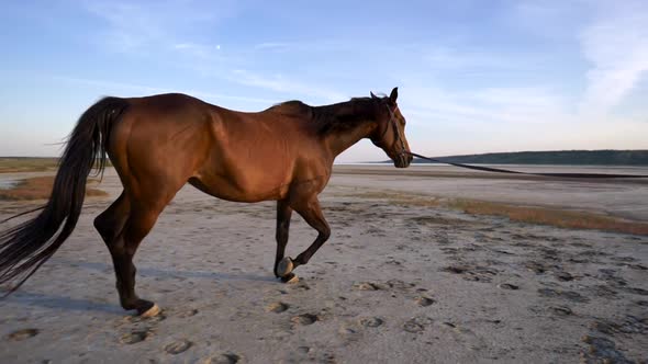 Horse Running Happily and Freely in a Plain During Sunset. Slow Motion Shot