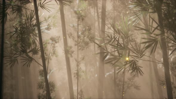 Asian Bamboo Forest with Morning Fog Weather