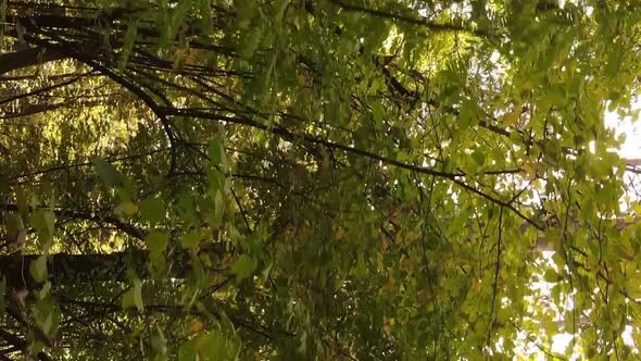 Vertical Video of Trees in the Forest in Autumn