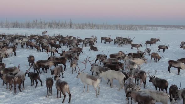 Deer In The Camp 1