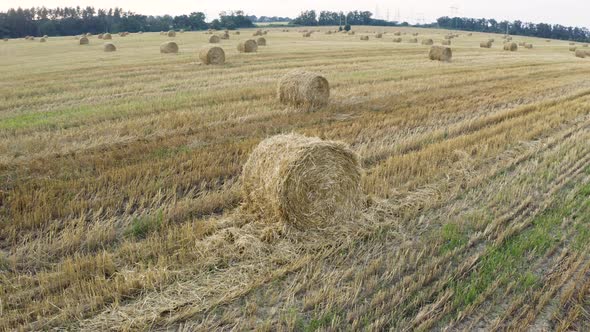 A Wheat Field Was Harvested