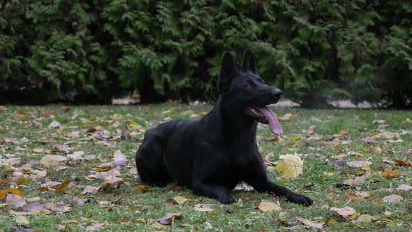 A Dog of the Black German Shepherd Breed Lies in the Park on the Grass with Fallen Leaves