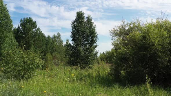 Birch in The Field