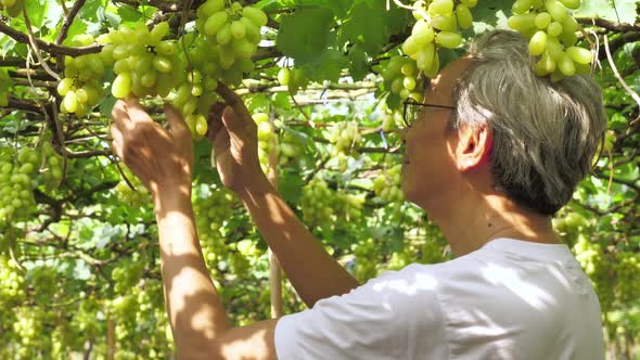 Farmer checking quality of grapes in vineyard