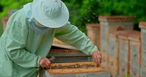 Beekeeper Takes Out a Frame with Honeycombs on the Frame There is a Lot of Honeycombs