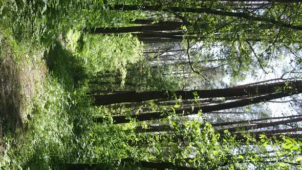 Vertical Video Aerial View Inside a Green Forest with Trees in Summer