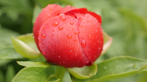 Red Peony family Paeoniaceae plant  close-up   4K 2160p 30fps UltraHD footage -  Paeonia peregrina g