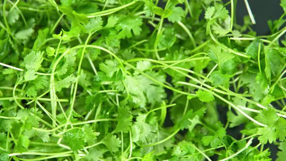 Super Slow Motion Shot of Flying Fresh Coriander Towards Camera at 1000Fps