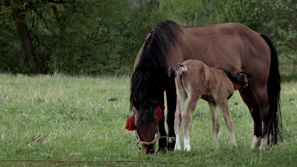 The mare grazes in the field and feeds her cub with milk.