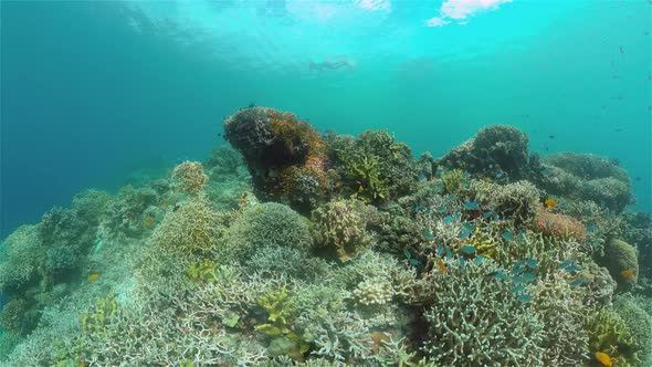 The Underwater World of a Coral Reef