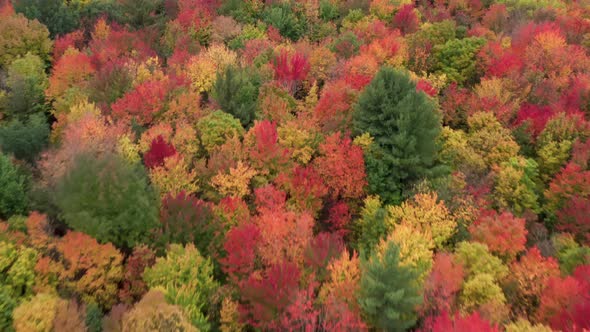 Cinematic Colorful Fall Background