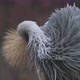 Grey crowned crane cleaning feather - VideoHive Item for Sale