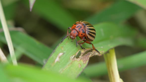 Colorado potato beetle (Leptinotarsa decemlineata), also known as the Colorado beetle, the ten-strip