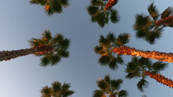 Palm Leaves Against the Blue Sky