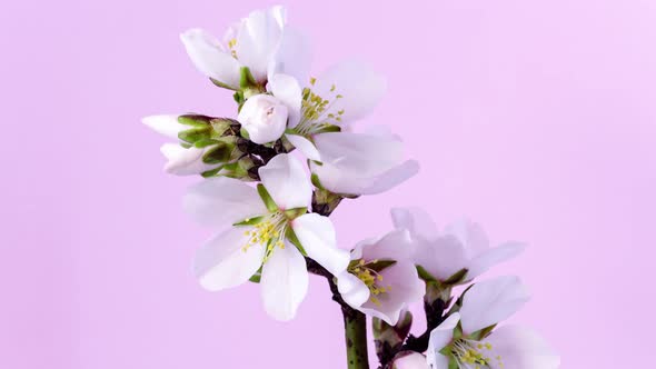 Almond Flower Blossom Timelapse
